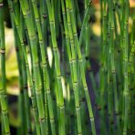 Praslička zimná (Equisetum hyemale) - výška 30-50 cm, kont. C3L